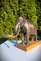 Kolumbuský mamut