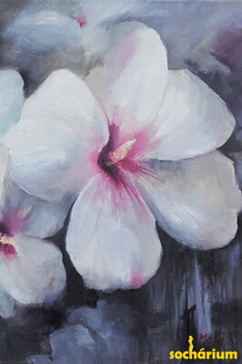 Ibištekové kvety - biele