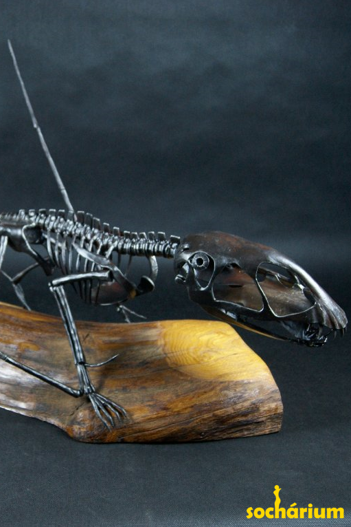 Dimorphodon Dimorphodon
