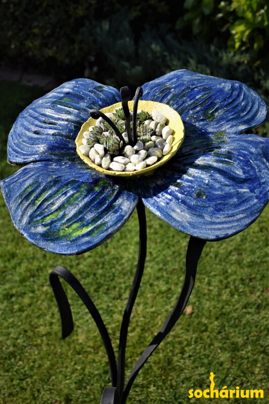 Kvetina modrožltá