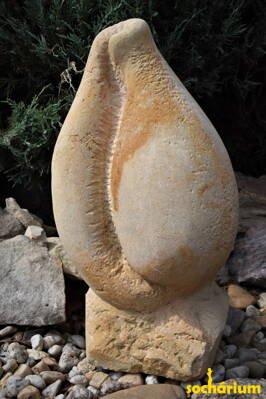 Mušle